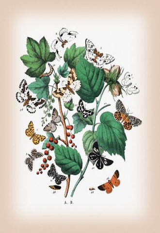 Moths: Venilia Macularia, Thamnonoma Piniaria, et al. 20x30 poster