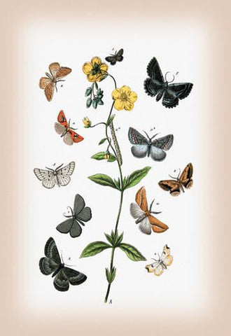 Moths: Cleogene Peletieraria, Chemerina Caliginearia, et al. 20x30 poster