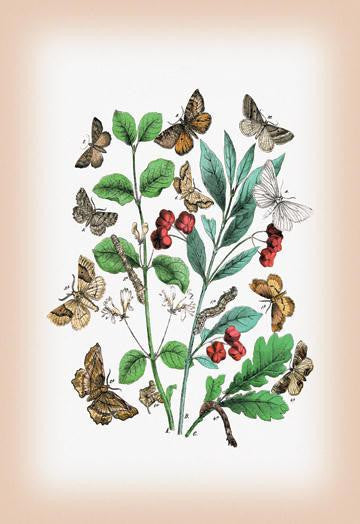 Moths: Pericallia Syringaria, Therapis Evonymaria, et al. 20x30 poster