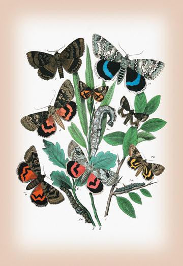 Moths: Catephia Alchymista, Catocala Nupta, et al. 20x30 poster