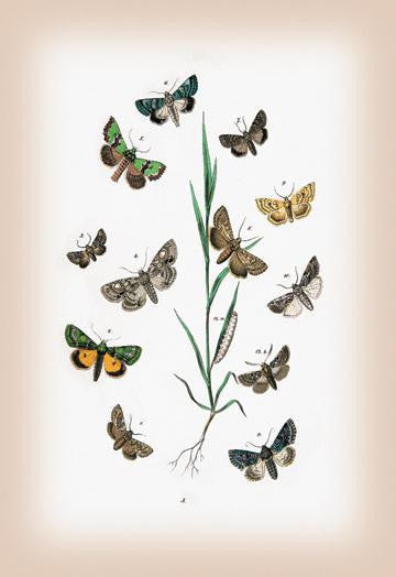 Moths: Cleophana Anarrhini, et al. 20x30 poster