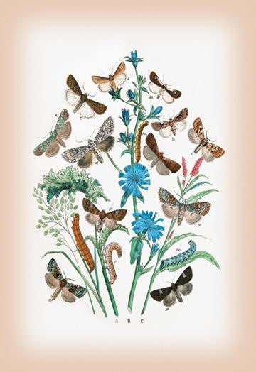 Moths: Agrotis Segetum, Mamestra Persicarice, et al. 20x30 poster