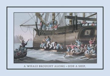 A Whale Brought Along-Side a Ship 20x30 poster