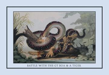 Battle Between the Great Boa and a Tiger 20x30 poster