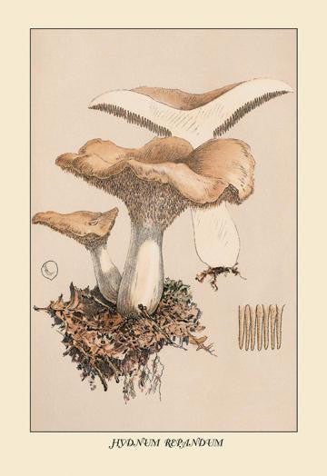 Hydnum Repandum 20x30 poster