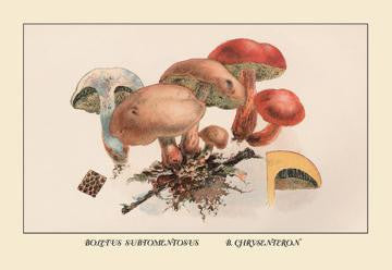 Boletus Subtomentosus and Boletus Chrysenteron 20x30 poster