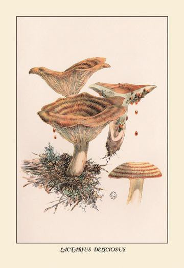 Lactarius Deliciosus 20x30 poster