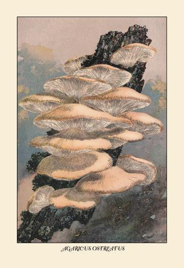 Agaricus Ostreatus 20x30 poster