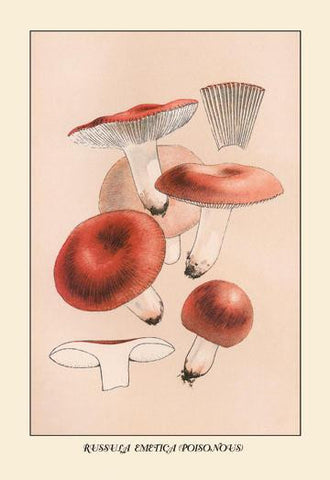 Russula Emetila (Poisonous) 20x30 poster