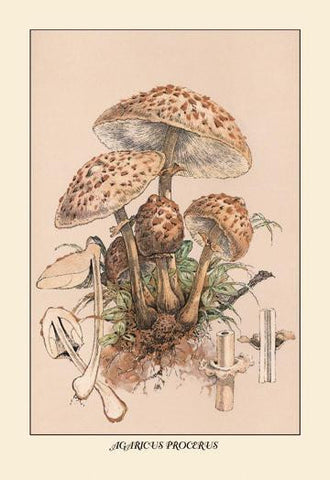 Agaricus Procerus 20x30 poster