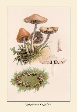 Marasmius Oreades 20x30 poster