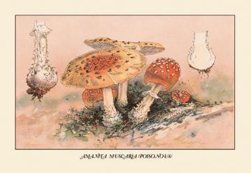 Amanita Muscaria Poisonous 20x30 poster