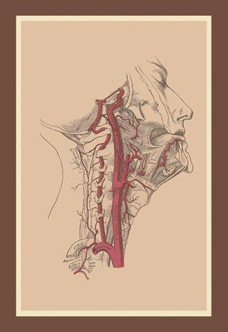 Internal Carotid Artery 20x30 poster