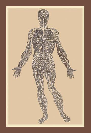 Nervous System 20x30 poster