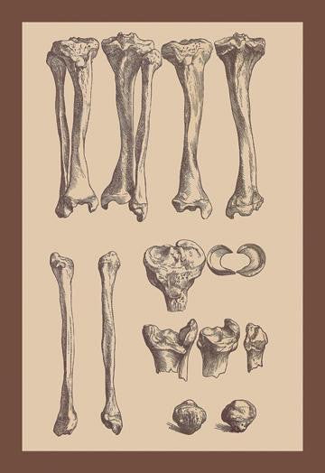 Leg Bones 20x30 poster