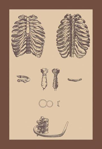 Ribcages 20x30 poster