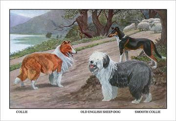 Collie, Old English Sheep Dog, Smooth Collie 20x30 poster