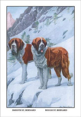 Two Saint Bernards 20x30 poster