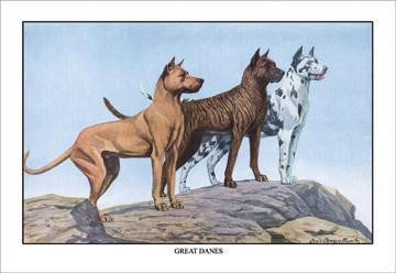 Great Danes 20x30 poster