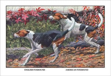 English Foxhound and American Foxhound 20x30 poster