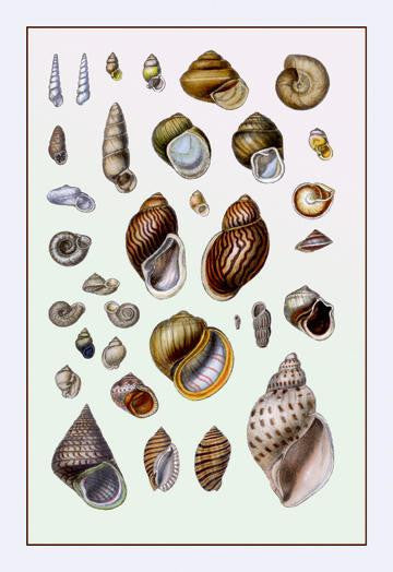 Shells: Sessile Cirripedes #2 20x30 poster