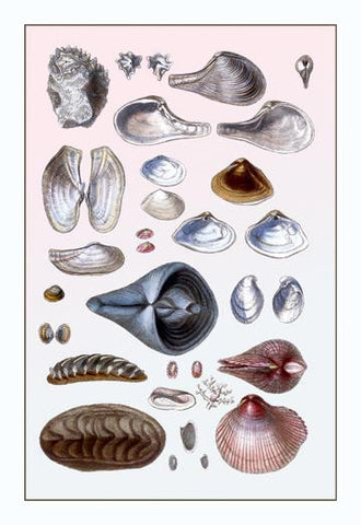 Shells: Sessile Cirripedes #1 20x30 poster