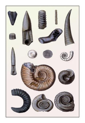 Shells: Cephalopoda 20x30 poster