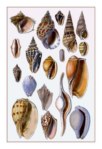 Shells: Trachelipoda #6 20x30 poster