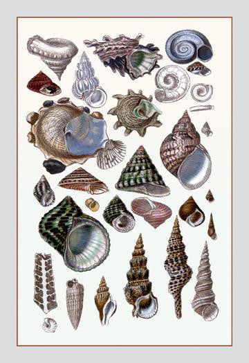 Shells: Trachelipoda #3 20x30 poster