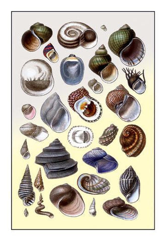 Shells: Trachelipoda #2 20x30 poster