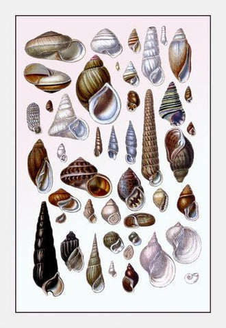 Shells: Trachelipoda #1 20x30 poster