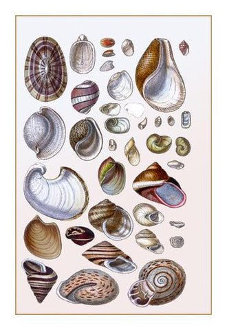 Shells: Gasteropoda and Trachelipoda 20x30 poster