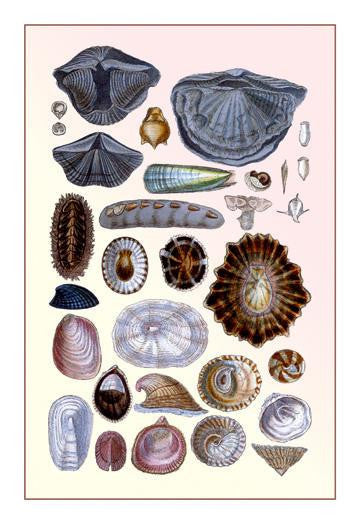 Shells: Monomyaria, Pteropoda, and Gasteropoda 20x30 poster