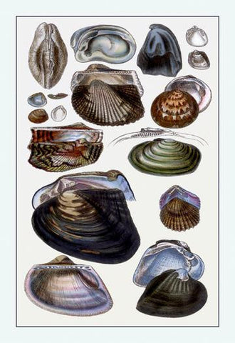 Shells: Dimyaria #4 20x30 poster