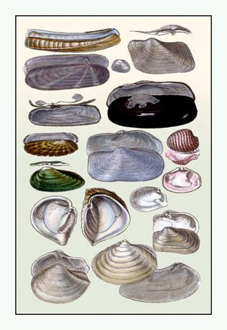 Shells: Dimyaria #2 20x30 poster