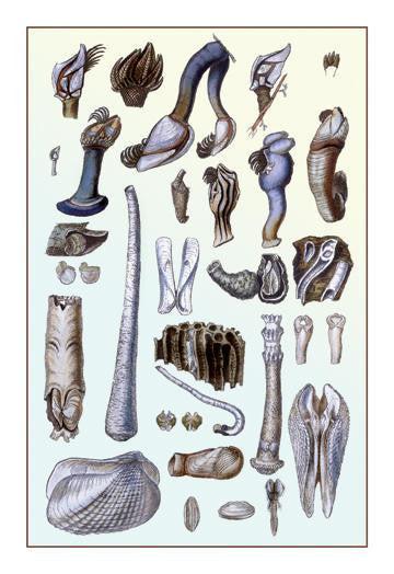 Shells: Pedunculated Cirrepedes and Conchifera Dimyaria 20x30 poster