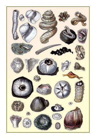 Shells: Annelides and Cirripedes 20x30 poster