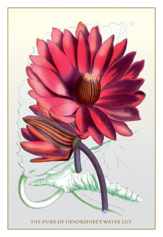 The Duke of Devonshire&#39;s Water Lily 20x30 poster