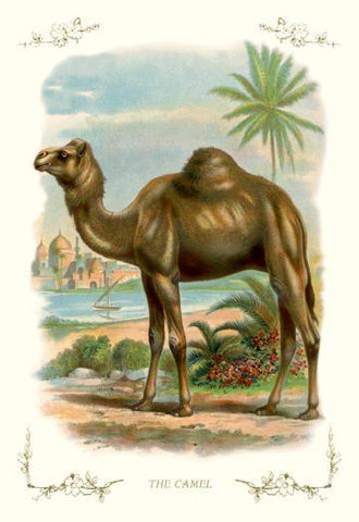 The Camel 20x30 poster