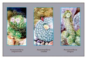 Neomammillaria Camptotricha 20x30 poster