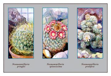 Neomammillaria Pringlei 20x30 poster