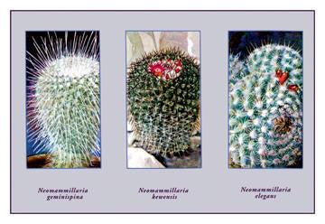 Neomammillaria Geminispina 20x30 poster