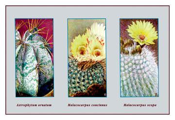 Astrophytum Ornatum 20x30 poster