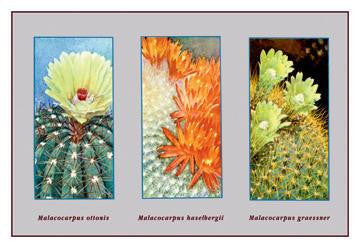 Malacocarpus Ottonis 20x30 poster