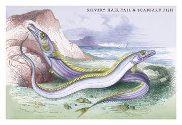 Silvery Hairtail and Scabbard Fish 20x30 poster