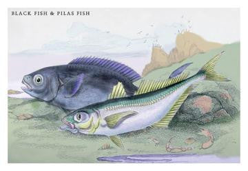 Blackfish and Pilas Fish 20x30 poster