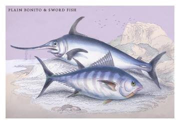 Plain Bonito and Swordfish 20x30 poster