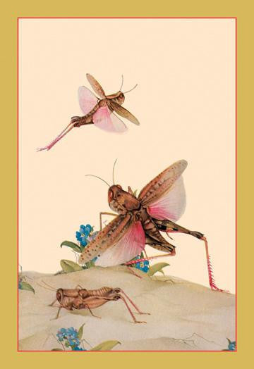 Italian Locusts 20x30 poster