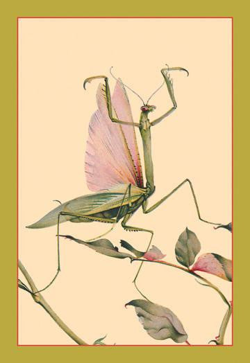 The Praying Mantis 20x30 poster