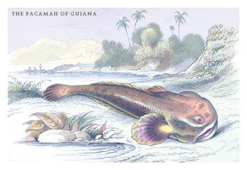 The Pacamah of Guiana 20x30 poster